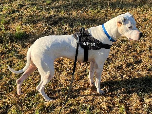 LOLA DOGO ARGENTINO Foto 3